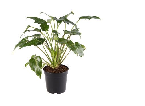 IKEA Family - Product Offers PHILODENDRON XANADU